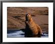 Northern Elephant Seal, California by Harry Walker Limited Edition Pricing Art Print