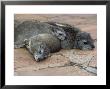 Small Toothed Rock Hyraxes (Heterohyrax Brucei) by Ralph Reinhold Limited Edition Print