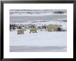 Polar Bears In Churchill, Manitoba by Keith Levit Limited Edition Pricing Art Print