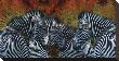 Zebras by Melinda Bradshaw Limited Edition Pricing Art Print