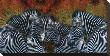 Zebras by Melinda Bradshaw Limited Edition Print