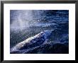 Grey Whale, Blowing, Baja Califo by Gerard Soury Limited Edition Print