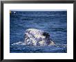 Grey Whale, Porpoising, Baja Calif by Gerard Soury Limited Edition Print