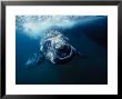 Southern Right Whale, Under Surface, Peninsula Valdes by Gerard Soury Limited Edition Print