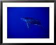 Humpback Whale, Juvenile, Polynesi by Gerard Soury Limited Edition Print