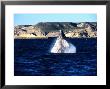 Southern Right Whale, Juvenile Breaching, Valdes Penin by Gerard Soury Limited Edition Print