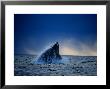 Southern Right Whale, Breaching, Peninsula Valdes by Gerard Soury Limited Edition Print