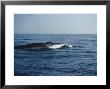 Fin Whale, Surfacing, Azores, Port by Gerard Soury Limited Edition Pricing Art Print