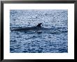 Brydes Whale, Female Arching Back, Puerto Vallarta by Gerard Soury Limited Edition Print