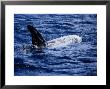Rissos Dolphin At Surface, Azores, Portugal by Gerard Soury Limited Edition Print