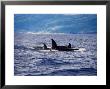 Killer Whale, Family, Azores, Portugal by Gerard Soury Limited Edition Print