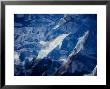 Long-Snouted Spinner Dolphin, Bowriding, Brazil by Gerard Soury Limited Edition Print