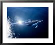 Pacific White-Sided Dolphin, Bc, Canada by Gerard Soury Limited Edition Print