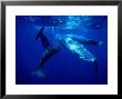 Sperm Whale, Protecting Calf, Portugal by Gerard Soury Limited Edition Print