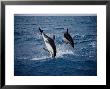 Dusky Dolphin, Jumping, New Zealand by Gerard Soury Limited Edition Pricing Art Print