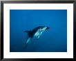 Dusky Dolphin, Underwater, New Zealand by Gerard Soury Limited Edition Pricing Art Print