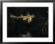 Horn Shark, Swimming, Usa by Gerard Soury Limited Edition Print