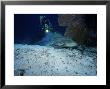 Zebra Shark, With Diver, Thailand by Gerard Soury Limited Edition Print