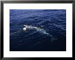 Great White Shark, With Bait, S. Africa by Gerard Soury Limited Edition Print