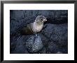 Galapagos Fur Seal, Young, Galapagos by Gerard Soury Limited Edition Print