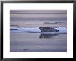 Bearded Seal On Ice Floe, Nunavut, Canada by Gerard Soury Limited Edition Print