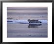 Bearded Seal On Ice Floe, Nunavut, Canada by Gerard Soury Limited Edition Pricing Art Print