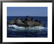 Walrus, Group On Ice Floe, Canada by Gerard Soury Limited Edition Print