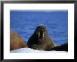 Walrus, Group On Ice, Canada by Gerard Soury Limited Edition Print