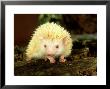 Four-Toed Hedgehog, Albino by Les Stocker Limited Edition Print