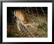 Fallow Deer, Trapped In Fence, England, Uk by Les Stocker Limited Edition Print