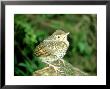 Song Thrush, Young, England, Uk by Les Stocker Limited Edition Print