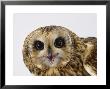 Short-Eared Owl, Asio Flammeus by Les Stocker Limited Edition Pricing Art Print