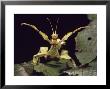 Stick Insect, Extatosoma Tiaratum by Sinclair Stammers Limited Edition Pricing Art Print