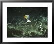 King Eider, Drake In Water, Scotland by David Tipling Limited Edition Print