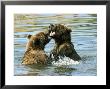 Alaskan Brown Bear, Two Bears Fighting In Water, Alaska by Roy Toft Limited Edition Print