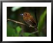 White-Whiskered Puffbird, Perched On Branch In Forest, Costa Rica by Roy Toft Limited Edition Print