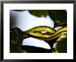 Speckled Green Snake, Zanzibar by Ariadne Van Zandbergen Limited Edition Pricing Art Print