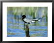 Black Tern, St. Albans Bay, Usa by Gustav Verderber Limited Edition Pricing Art Print