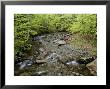 Beech Stream, Quebec, Canada by Robert Servranckx Limited Edition Print