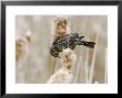 Red-Winged Blackbird On Cattail, Canada by Robert Servranckx Limited Edition Pricing Art Print