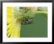 Fly On Dandelion, Quebec, Canada by Robert Servranckx Limited Edition Print