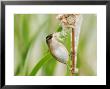 Marsh Wren, Plucking Nesting Material From Cattail, Ile Bizard Nature Park, Quebec, Canada by Robert Servranckx Limited Edition Print