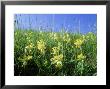 Cowslip, Flowering, Uk by Ian West Limited Edition Print
