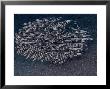 Catfish Shoal, Komodo, Indonesia by Mark Webster Limited Edition Pricing Art Print