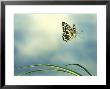 Checkered Swallowtail In Flight by Barrie Watts Limited Edition Print