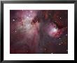 A View Of The Trapezium Region, Which Lies In The Heart Of The Orion Nebula by Stocktrek Images Limited Edition Print