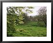 Cerne Abbas, Dorset, England, United Kingdom by J Lightfoot Limited Edition Print