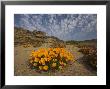 Annual Spring Wild Daisies, Namaqualand, Northern Cape, South Africa, Africa by Steve & Ann Toon Limited Edition Print