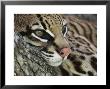 Ocelot Female Resting On Mesquite Tree, Welder Wildlife Refuge, Sinton, Texas, Usa by Rolf Nussbaumer Limited Edition Print