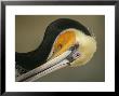 Close-Up Of Brown Pelican Preening, La Jolla, California, Usa by Arthur Morris Limited Edition Print